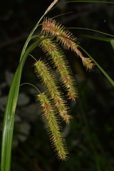 Carex excelsa