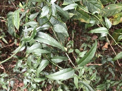 Jasminum nervosum