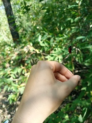 Mylabris quadripunctata