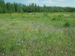 Dracocephalum nutans