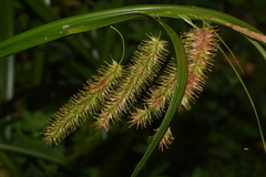 Carex excelsa
