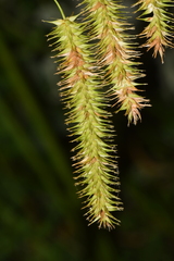 Carex excelsa