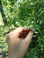 Mylabris quadripunctata