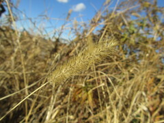 Setaria pumila
