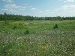 Dracocephalum nutans