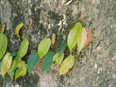 Ficus sarmentosa nipponica