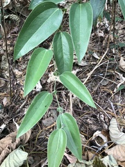 Smilax ocreata