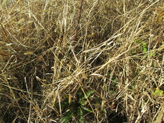 Setaria pumila