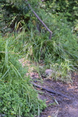 Carex excelsa