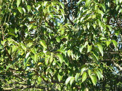 Elaeocarpus serratus