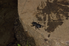 Apterodorcus bacchus