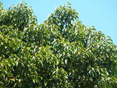 Elaeocarpus serratus