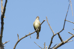 Elaenia flavogaster