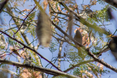 Leiothlypis virginiae