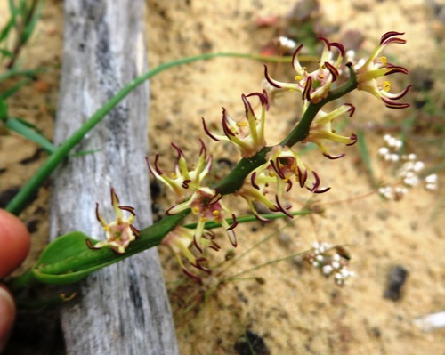 Wurmbea monopetala (Wurmbea monopetala)