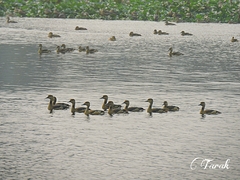 Dendrocygna javanica