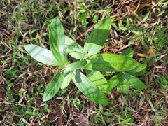 Helicteres angustifolia