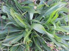 Plantago lanceolata