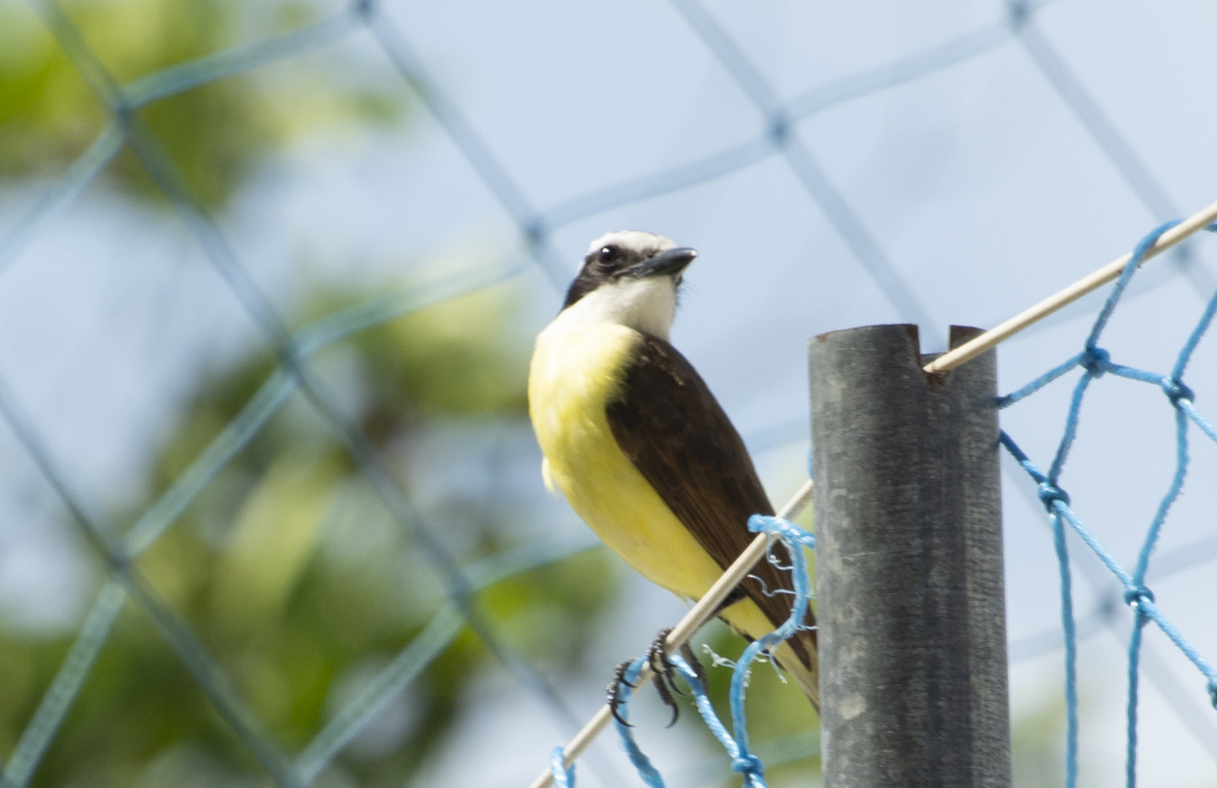 Pitangus sulphuratus (Linnaeus, 1766)