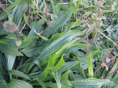 Plantago lanceolata