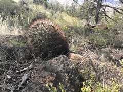 Pediocactus nigrispinus