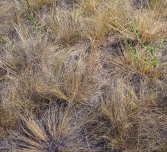 Stipa