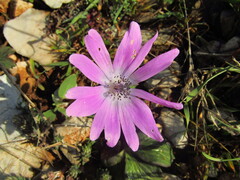 Anemone hortensis