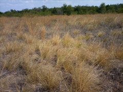 Stipa
