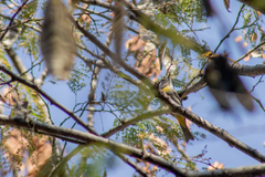 Leiothlypis virginiae
