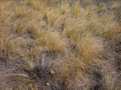 Stipa
