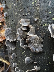 Resupinatus trichotis