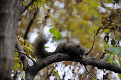 Callosciurus erythraeus