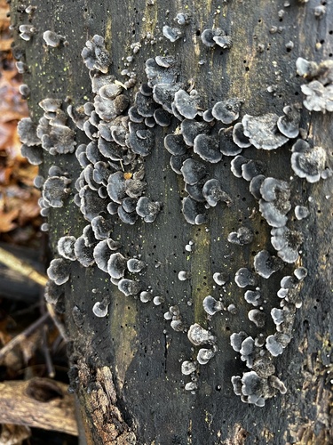Resupinatus (Photo 3 of 4)