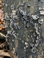 Resupinatus trichotis