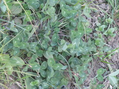 Trifolium pratense