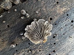 Resupinatus trichotis