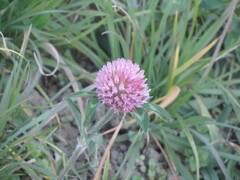 Trifolium pratense