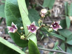 Vincetoxicum insulicola
