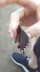 Parides bunichus