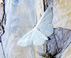 Scopula virgulata