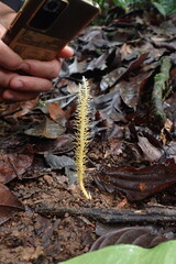 Penicilliopsis clavariiformis