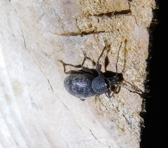 Otiorhynchus rotundus