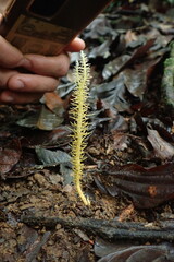 Penicilliopsis clavariiformis
