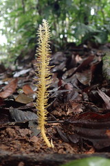 Penicilliopsis clavariiformis