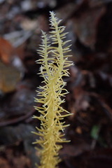 Penicilliopsis clavariiformis