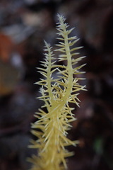 Penicilliopsis clavariiformis