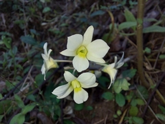 Dendrobium ovatum