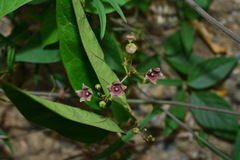 Vincetoxicum insulicola