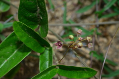Vincetoxicum insulicola
