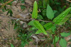 Vincetoxicum insulicola